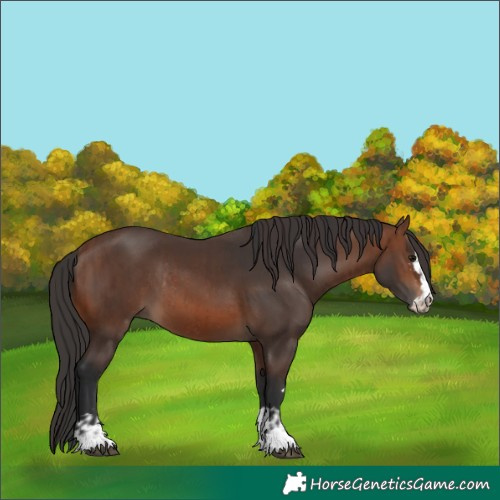 Horse Color:Brown Rabicano  and Brown 