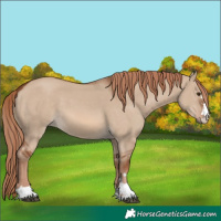 Horse Color:Red Dun 