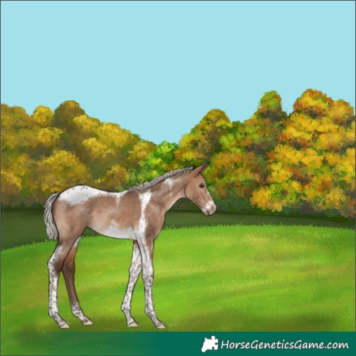 Horse Color:Silver Brown Dun Tobiano Frame 