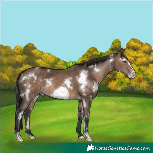 Horse Color:White Spotted Brown Dun Frame Rabicano 