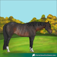 Horse Color:Brown Rabicano