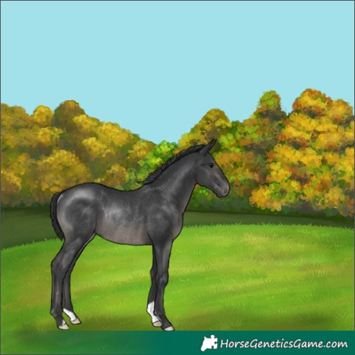 Horse Color:Black Rabicano 