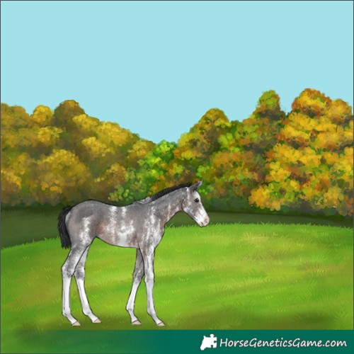 Horse Color:Brown Sabino Rabicano 