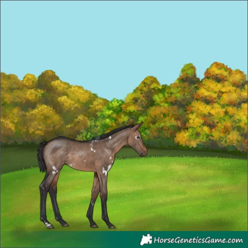 Horse Color:White Spotted Brown Dun Rabicano