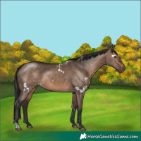Horse Color:White Spotted Brown Dun Rabicano