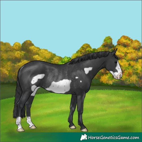 Horse Color:Black Frame Rabicano