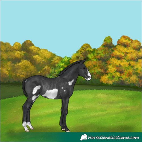 Horse Color:Black Frame Rabicano
