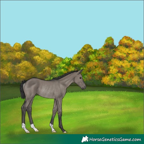 Horse Color:Grullo Rabicano 