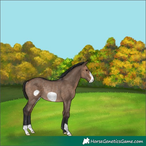 Horse Color:Bay Dun Frame Rabicano