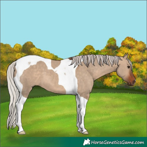 Horse Color:Silver Bay Dun Tobiano 
