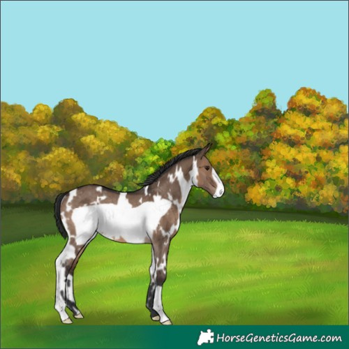 Horse Color:White Spotted Brown Dun Frame Rabicano