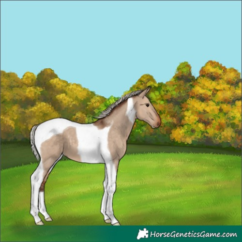 Horse Color:Silver Bay Dun Tobiano 
