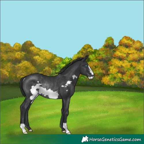 Horse Color:Black Frame Rabicano
