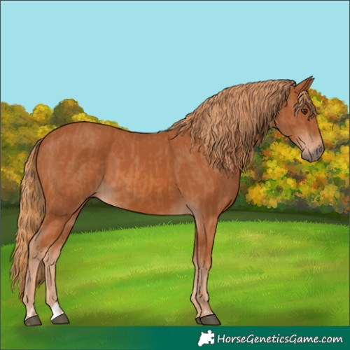 Horse Color:Chestnut  and Chestnut 