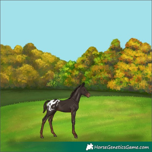 Horse Color:Liver Chestnut Appaloosa