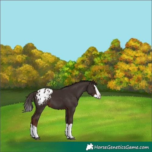Horse Color:Liver Chestnut Splash Appaloosa 