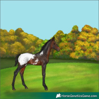 Horse Color:Brown Appaloosa