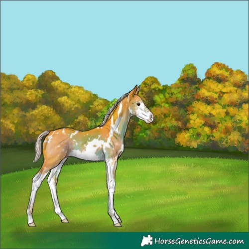 Horse Color:Watercolor White Spotted Chocolate Palomino Splash 