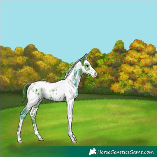 Horse Color:Watercolor Black Splash Tobiano Appaloosa