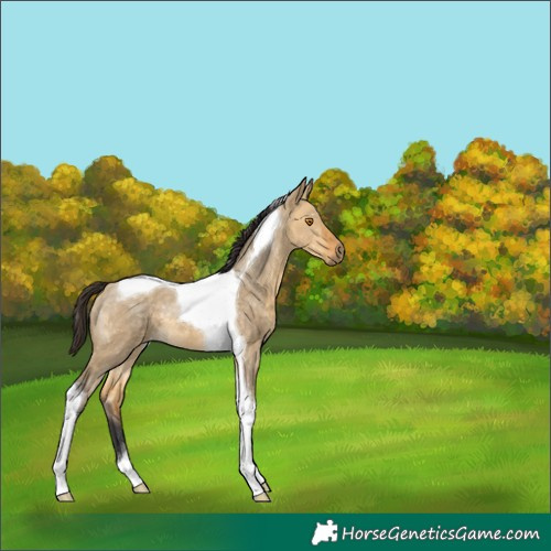 Horse Color:Buckskin Dun Tobiano