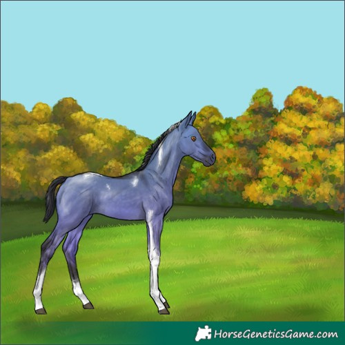 Horse Color:Platinum Buckskin Dun Tobiano