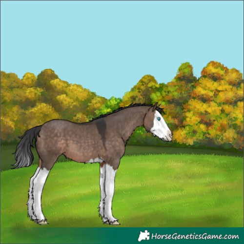Horse Color:Brown Dun Splash
