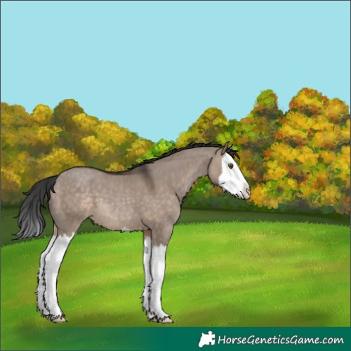 Horse Color:Brown Dun Splash