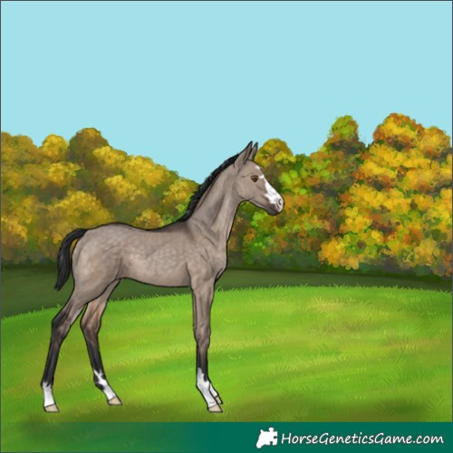 Horse Color:Brown Dun