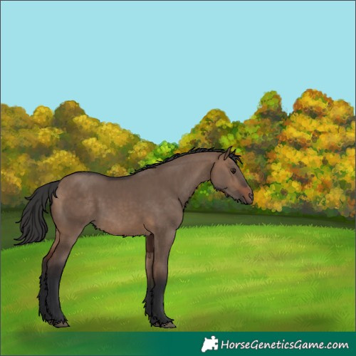Horse Color:Brown Dun