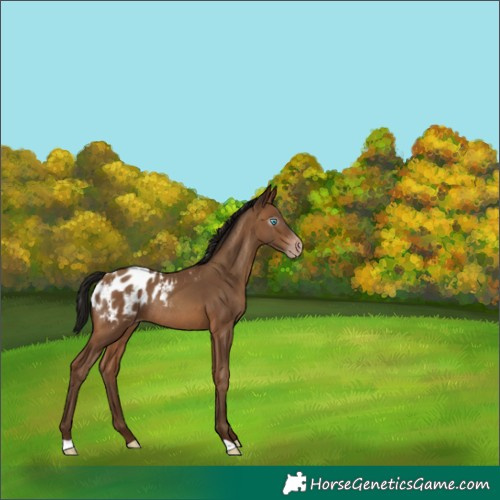 Horse Color:Gray Amber Champagne Appaloosa Rabicano 