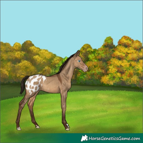 Horse Color:Gray Amber Champagne Dun Appaloosa Rabicano