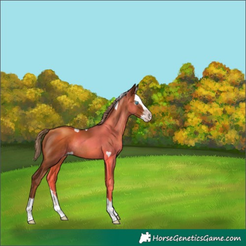 Horse Color:Gray Gold Champagne Splash Rabicano