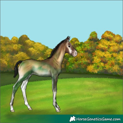 Horse Color:Gray Classic Champagne Onyx Appaloosa Rabicano 