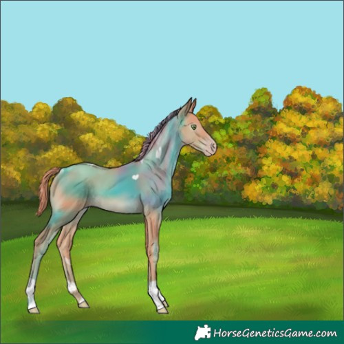 Horse Color:Gray Watercolor Gold Champagne 
