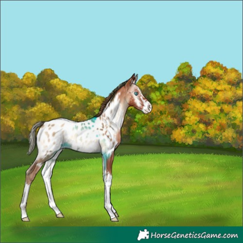 Horse Color:Gold Champagne Onyx Splash Appaloosa 