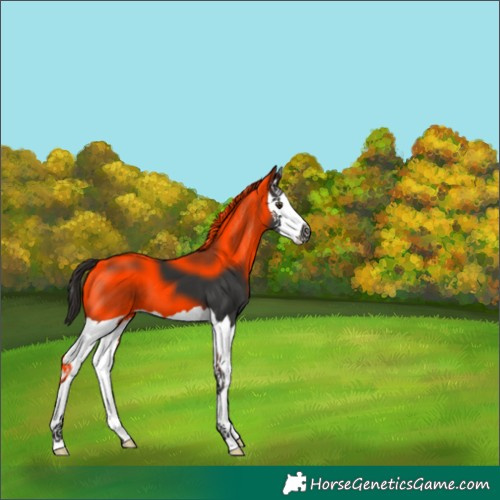 Horse Color:Liver Chestnut Splash 