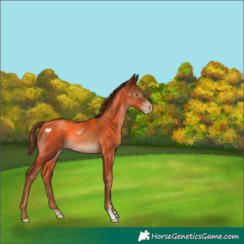 Horse Color:Gray Gold Champagne Rabicano