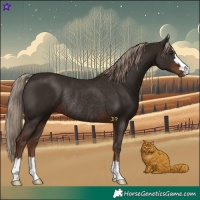 Horse Color:Liver Chestnut Rabicano 