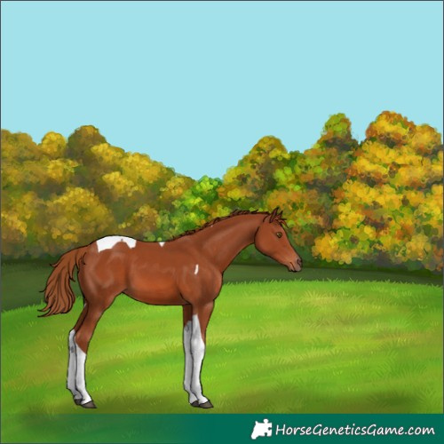 Horse Color:Chestnut Tobiano 