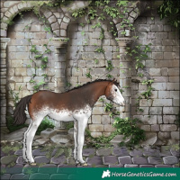 Horse Color:White Spotted Bay