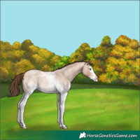 Horse Color:White Spotted Amber Champagne Roan Splash Varnish