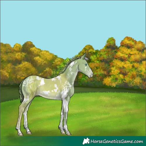 Horse Color:Watercolor White Spotted Smoky Creme Appaloosa 