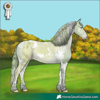 Horse Color:Watercolor White Spotted Smoky Creme Appaloosa 