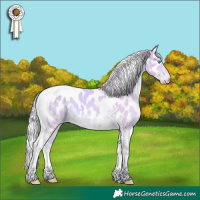 Horse Color:Watercolor Cremello Tobiano Appaloosa 