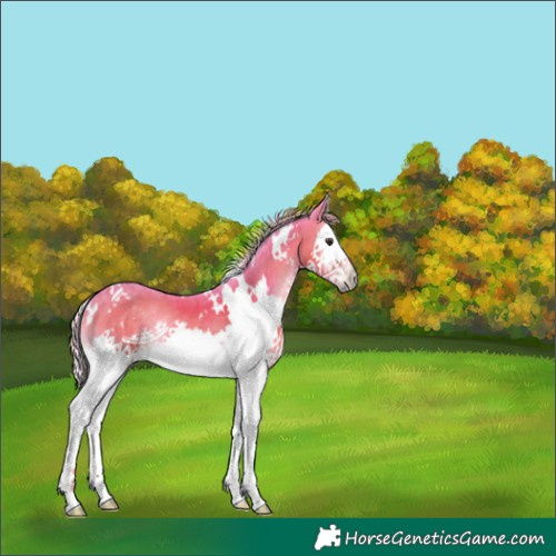 Horse Color:Watercolor White Spotted Chocolate Palomino Onyx Splash 