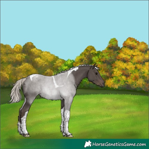 Horse Color:Silver Black Tobiano 