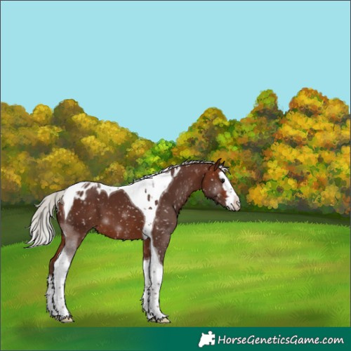 Horse Color:Silver Bay Splash Tobiano Appaloosa 