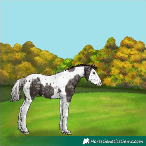Horse Color:Liver Chestnut Ice Splash Tobiano 