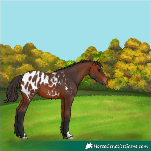 Horse Color:Bay Appaloosa 