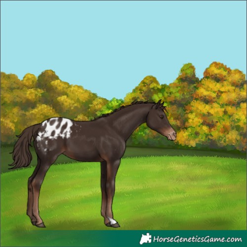 Horse Color:Liver Chestnut Appaloosa 